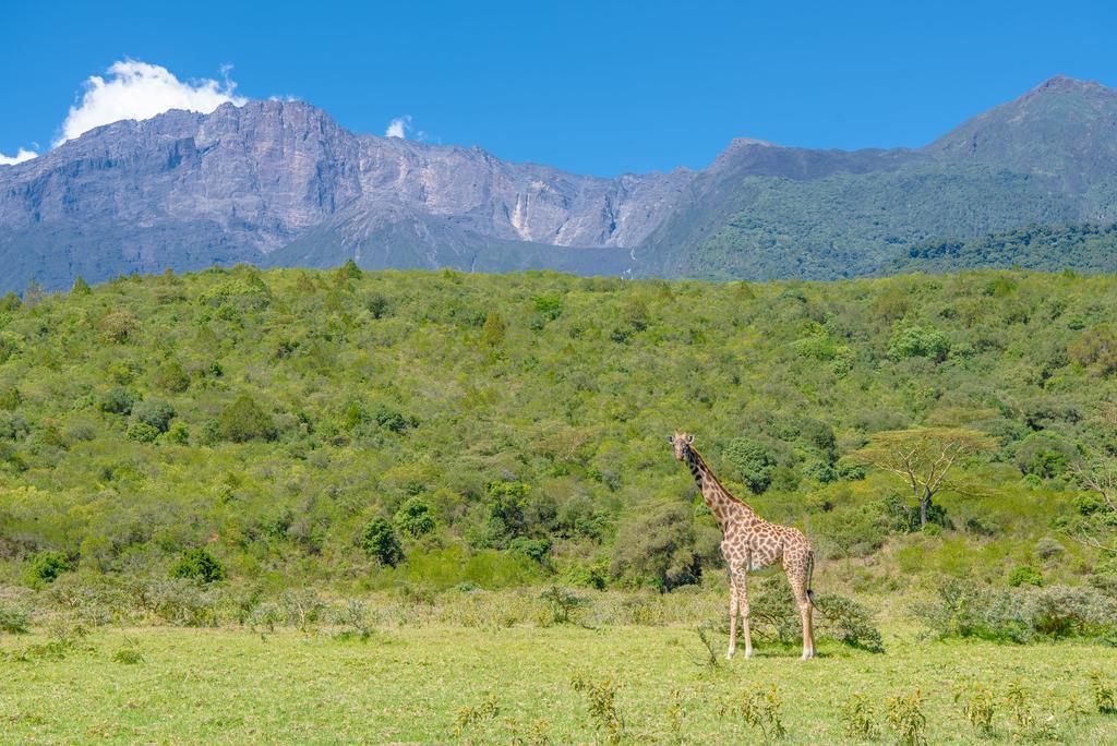 Hillside Retreat - Africa Amini Life Villa Usa River Luaran gambar