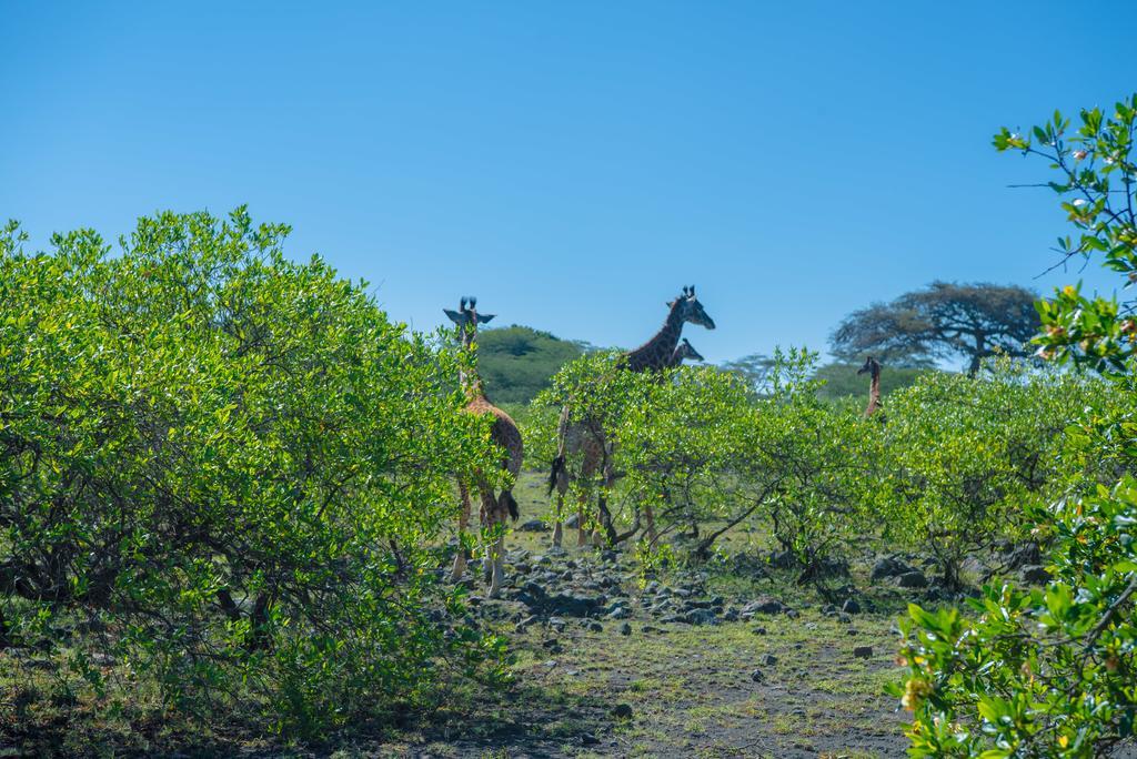 Hillside Retreat - Africa Amini Life Villa Usa River Luaran gambar